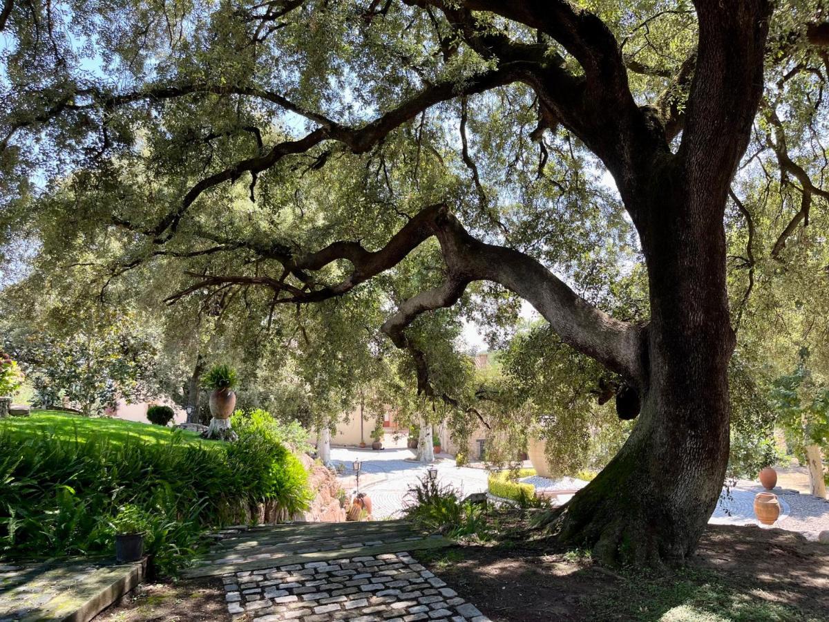Masia Can Viver - Olive Oil Tourism B&B Bigues I Riells Exterior photo